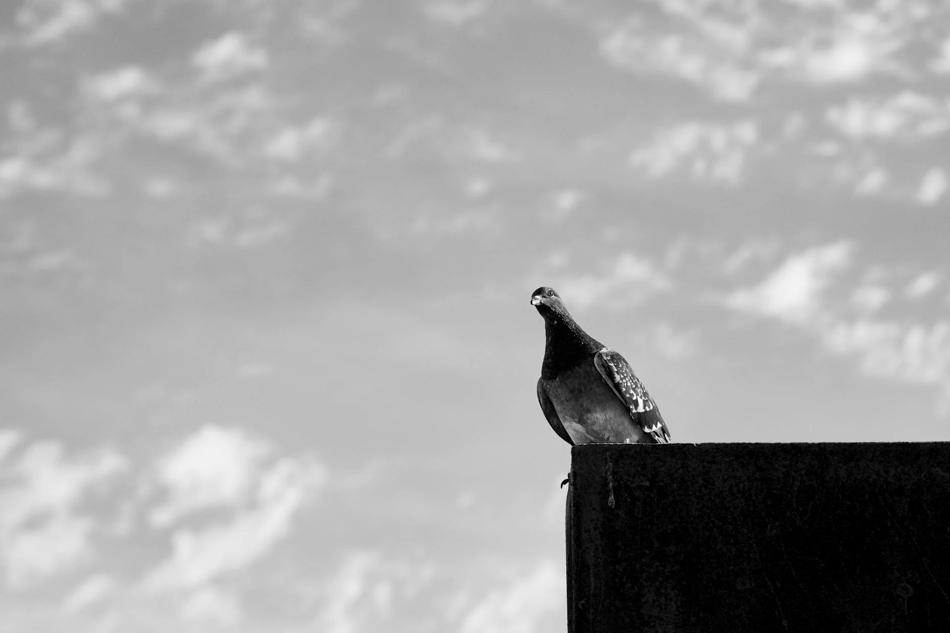 Revolusi Properti: Konsep Rumah Tanpa DP Free Biaya KPR